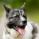 Pies do adopcji, Sosnowiec, 25 września 2025