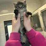 Znaleziono kota, Sosnowiec, 23 października 2025