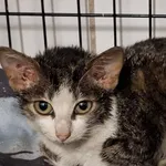 Kot do adopcji, Sosnowiec, 21 października 2025