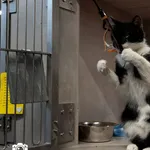 Znaleziono kota, Sosnowiec, 24 października 2025