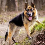 Pies do adopcji, Wałbrzych, 11 marca 2025