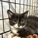 Kot do adopcji, Sosnowiec, 24 września 2025