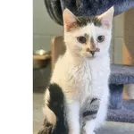 Kot do adopcji, Wrocław, 20 lipca 2025