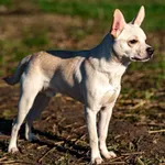 Pies do adopcji, Racławice, 14 listopada 2025