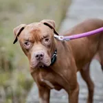 Pies do adopcji, Sosnowiec, 1 października 2025