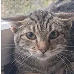 Kot do adopcji, Wrocław, 21 lipca 2025