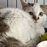 Znaleziono kota, Sosnowiec, 8 listopada 2025