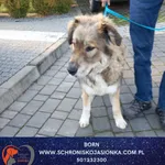 Pies do adopcji, Dębniak, 19 listopada 2025