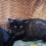 Kot do adopcji, Orzechowce, 18 listopada 2025