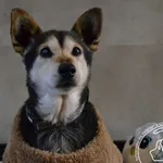 Pies do adopcji, Chełmek, 15 września 2025