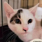 Kot do adopcji, Gdynia, 19 listopada 2025