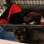 Kot do adopcji, Sosnowiec, 10 października 2025