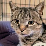 Kot do adopcji, Gdynia, 19 listopada 2025