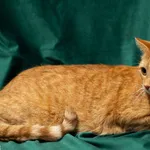 Kot do adopcji, Sosnowiec, 29 października 2025