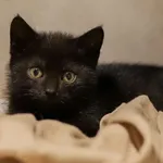 Kot do adopcji, Sosnowiec, 22 września 2025