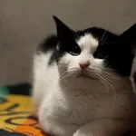 Znaleziono kota, Sosnowiec, 15 listopada 2025