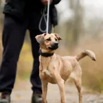 Pies do adopcji, Sosnowiec, 29 października 2025