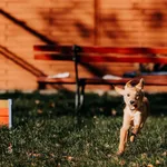 Pies do adopcji, Czartki, 18 listopada 2025