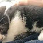 KOCUREK PRZYWIEZIONY Z INTERWENCJI 17-11-2025