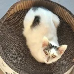 Kot do adopcji, Wrocław, 20 lipca 2025