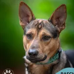 Pies do adopcji, Gdynia, 19 listopada 2025