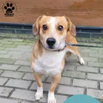 Znaleziono psa, Gdynia, 15 listopada 2025