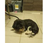 Znaleziono psa, Białystok, 19 listopada 2025