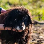 Pies do adopcji, Racławice, 18 listopada 2025