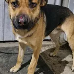 Pies do adopcji, Racławice, 18 listopada 2025