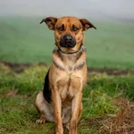 Pies do adopcji, Racławice, 18 listopada 2025