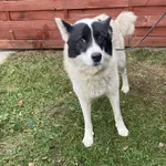 Znaleziono psa, Czartki, 20 listopada 2025