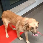 Znaleziono psa, Bydgoszcz, 17 listopada 2025