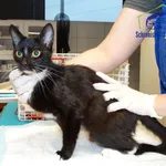 Znaleziono kota, Szczecin, 19 listopada 2025