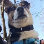 Pies do adopcji, Milanówek, 21 grudnia 2025