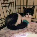 Znaleziono kota, Gdynia, 8 listopada 2025