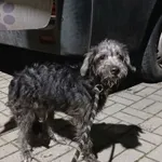 Znaleziono psa, Gdańsk, 20 listopada 2025