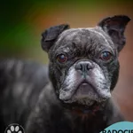 Pies do adopcji, Gdynia, 19 listopada 2025