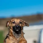 Pies do adopcji, Racławice, 18 listopada 2025