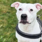 Pies do adopcji, Głowno, 20 listopada 2025