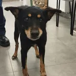 Znaleziono psa, Toruń, 19 listopada 2025