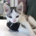 Znaleziono kota, Łódź, 19 listopada 2025