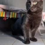 Kot do adopcji, Sopot, 19 listopada 2025