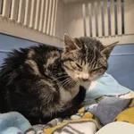 Znaleziono kota, Gdynia, 9 listopada 2025