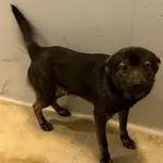 Znaleziono psa, Lublin, 19 listopada 2025