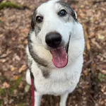 Pies do adopcji, Sopot, 15 października 2025