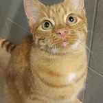 Kot do adopcji, Sopot, 19 listopada 2025