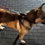 Znaleziono psa, Bydgoszcz, 18 listopada 2025