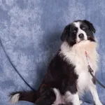 Pies do adopcji, Gdańsk, 20 listopada 2025