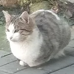 Oddam kota, Miechów, 20 listopada 2025