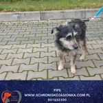 Pies do adopcji, Dębniak, 20 listopada 2025